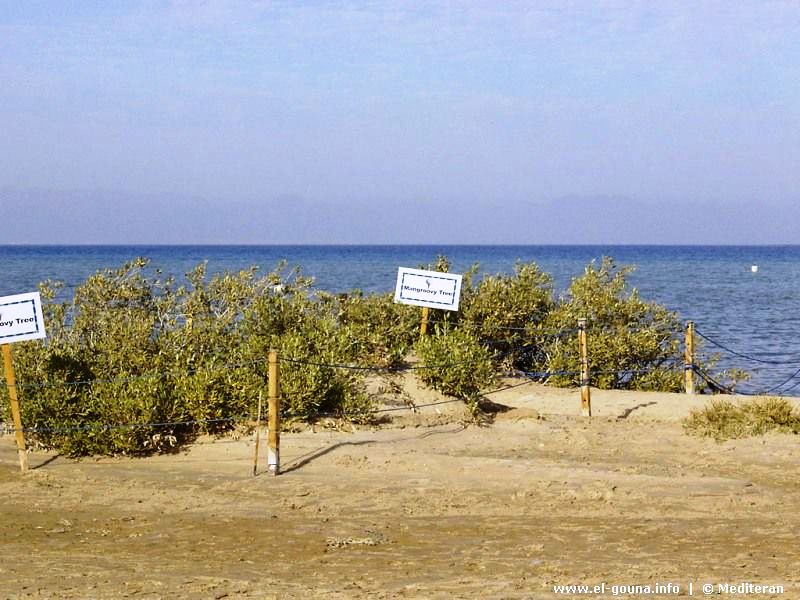 Mangroovy Beach-02